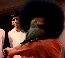 Sai Baba and parrot