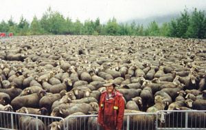 Daniel Loxton with 200 sheep in night corral
